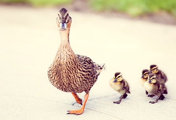 Berufstätige Eltern nicht mehr gestresst als kinderlose Kollegen